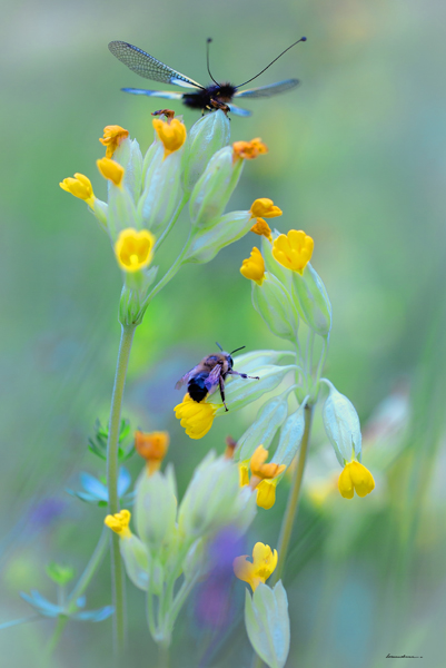 10 je cherche du muguet